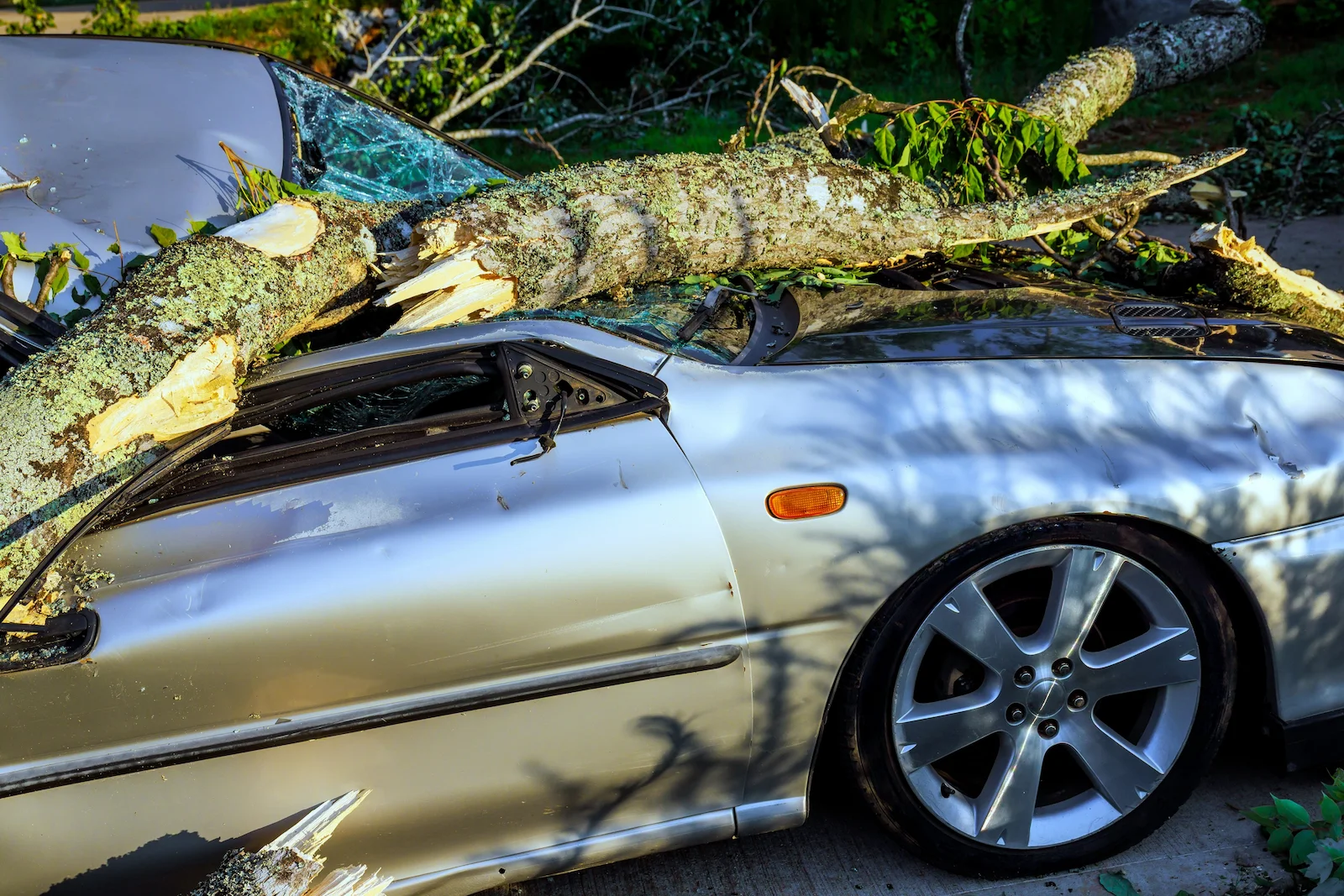 Fallen tree damaging a parked car, highlighting comprehensive auto insurance protection.